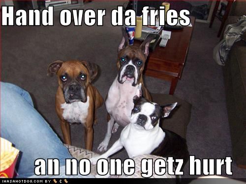 funny pictures of dogs and cats. Home middot; Cats middot; Dogs middot; Stupid