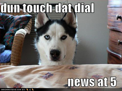 funny-dog-pictures-loldogs-dun-touch-dat-dial.jpg